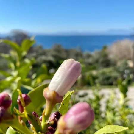 Armonia Elegant Rovies